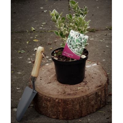 Euonymus Japonicus Kathy 2L