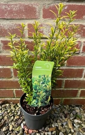 Euonymus Japonicus Microphyllus Aureovariegatus 2L