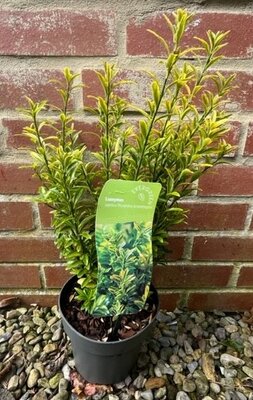 Euonymus Japonicus Microphyllus Aureovariegatus 2L