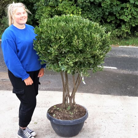 Euonymus Japonicus - Mushroom shape - Multistem - 130cm