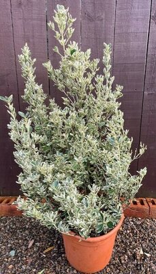 Euonymus Japonicus Susan - 9L