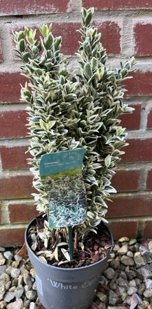 Euonymus Japonicus White Spire 3L