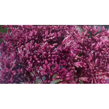 Eupatorium Purpureum Wasserdost 1L