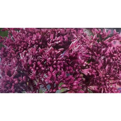Eupatorium Purpureum Wasserdost 1L