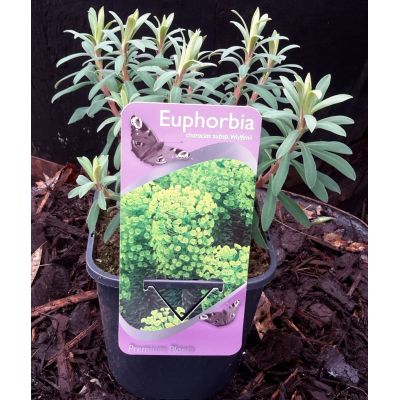 Euphorbia Characias subsp. Wulfennii - 2L