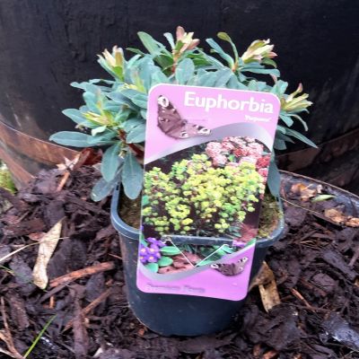 Euphorbia Purpurea - 2L