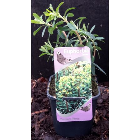 Euphorbia x martinii - 2L