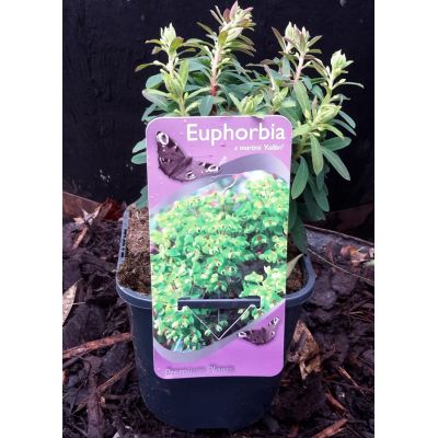 Euphorbia x martinii "Kolibri' 2L