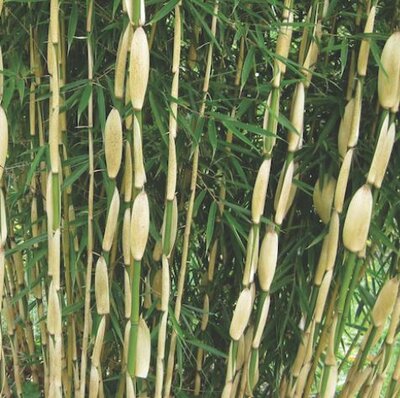 Fargesia Robusta Campbell Bamboo - 9L - 80cm
