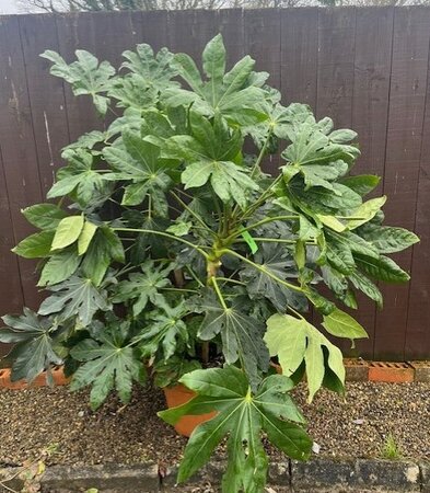 Fatsia Japonica - 30L