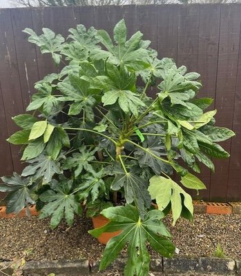 Fatsia Japonica - 30L
