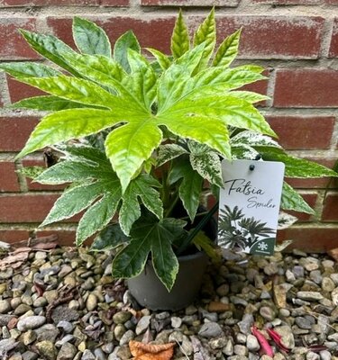 Fatsia Japonica Spider Web - 2L (Castor Oil Plant)