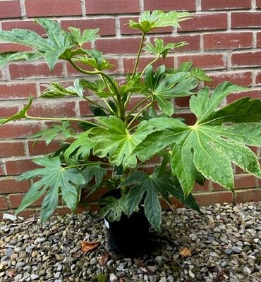Fatsia Japonica Spider Web - 4L (Castor Oil Plant)