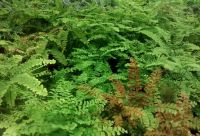 Ferns