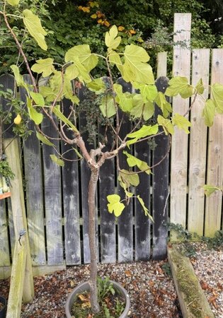 Ficus Carica - 1/2 Std -25L - 100cm Clear stem