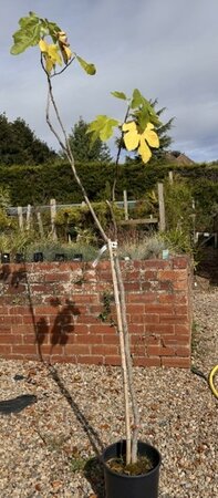 Ficus Carica Brogiotto Nero - Half Std.  (Fig Tree) - 9L - 1.2m