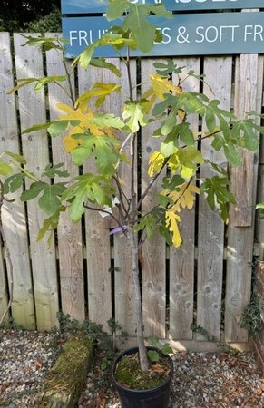 Ficus Carica Brown Turkey - 1/2 Standard 15L (Fig)