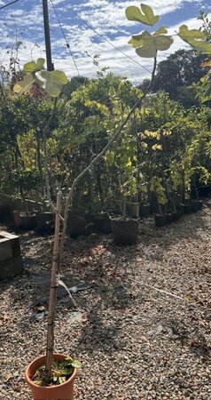 Ficus Carica Brown Turkey - 1/2 Std.  (Fig Tree)
