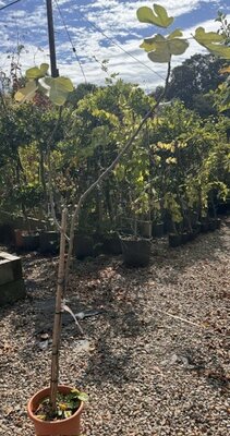 Ficus Carica Brown Turkey - 1/2 Std.  (Fig Tree)