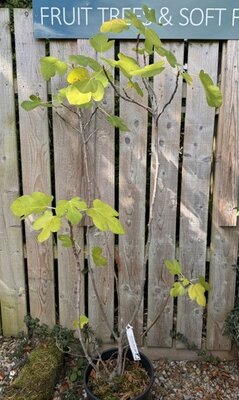 Ficus Carica Brown Turkey - 18L (Fig)