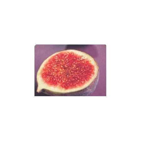 Fig Carica-Bornholm - 5L (Fig Tree) - image 2