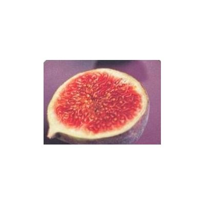 Fig Carica-Bornholm - 5L (Fig Tree) - image 2