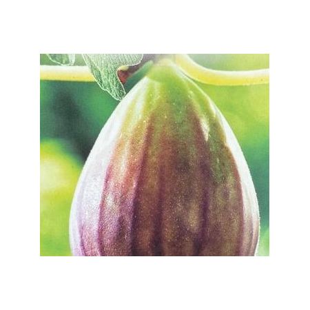 Fig Carica-Bornholm - 5L (Fig Tree) - image 1