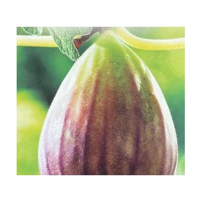 Fig Carica-Bornholm - 5L (Fig Tree)