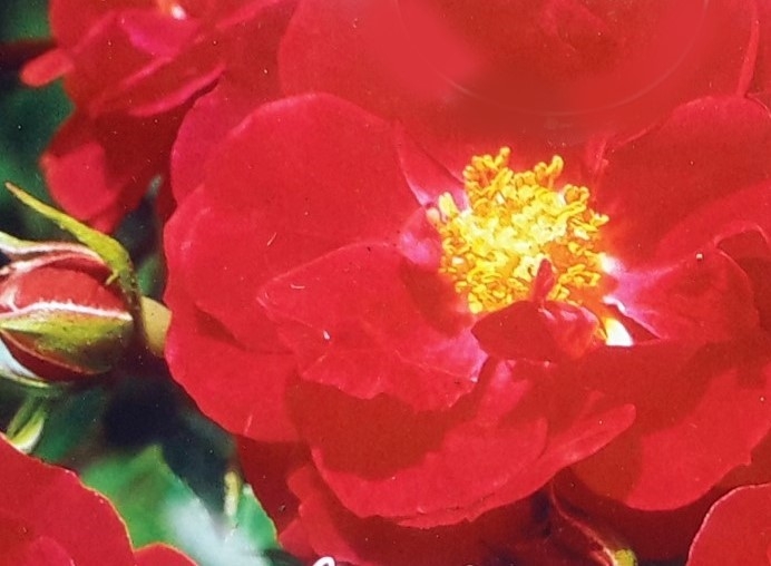 Flower Carpet Rose 'Heidefeuer' 3L Windlestone Nursery & Garden