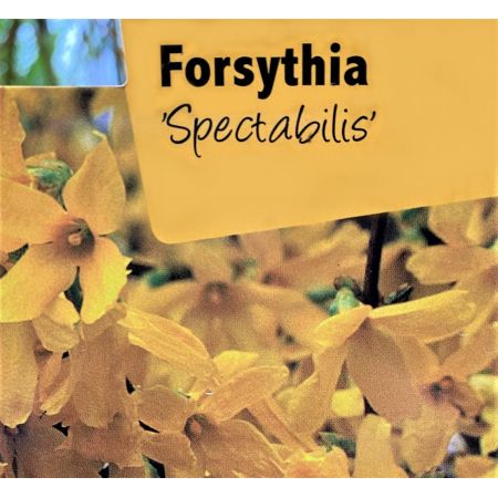 Forsythia Internedia Spectabilis 3L