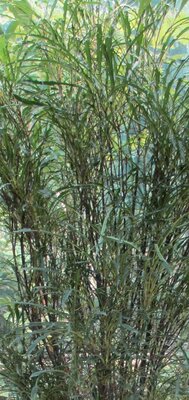 Frangula Alnus Fine Line  - 75L - 2.25m