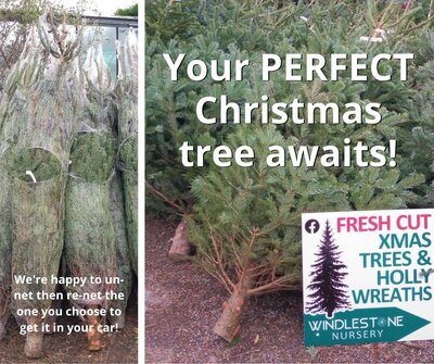 Fresh-Cut Christmas Tree - Select Your Size!