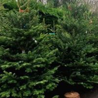 Fresh-Cut Christmas Trees