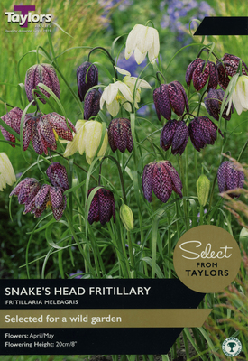 Fritillaria Meleagris