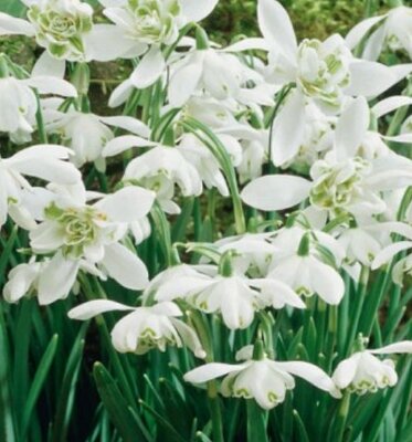 Galanthus - Double Snowdrops (potted/in the green)