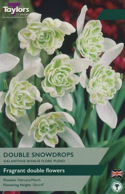 Galanthus Nivalis Flore Pleno