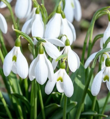 Galanthus - Single Snowdrops (potted/in the green)