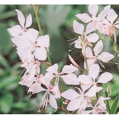 Gaura 2L