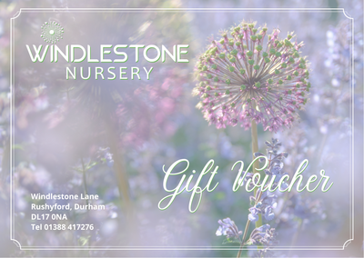Gift Vouchers-  From £5 to £200 (online or in-store use)