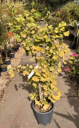 Ginkgo Biloba Fastigiata Blagon 10L