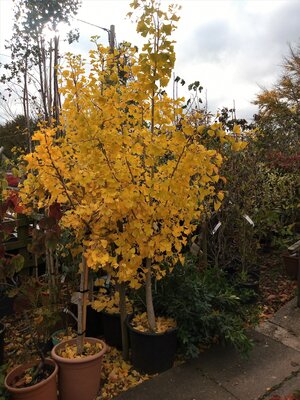 Ginkgo Biloba (Maidenhair Tree) - 2m - 35L - image 2