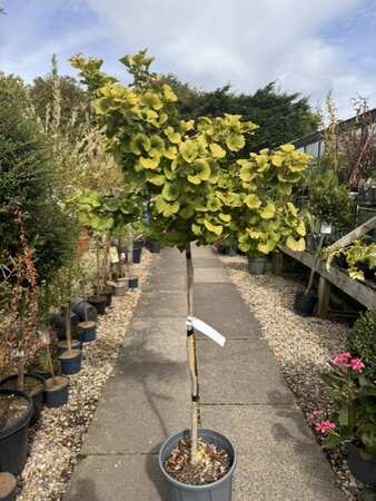 Ginkgo Biloba Mariken  (Maidenhair Tree) - 1/2 Std - 1.2m 15L