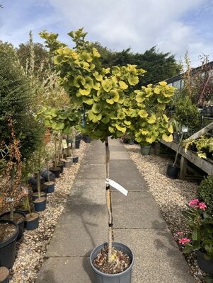 Ginkgo Biloba Mariken  (Maidenhair Tree) - 1/2 Std - 1.2m 15L