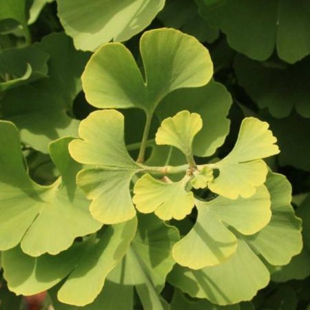 Ginkgo Biloba Mariken  (Maidenhair Tree) - 1/2 Std - 1.2m