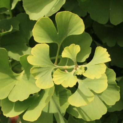 Ginkgo Biloba Mariken (Maidenhair Tree) - 1/2 Std - 1.2m