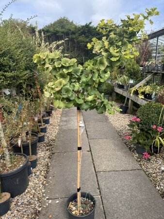 Ginkgo Biloba Mariken  (Maidenhair Tree) - 1/2 Std  10L