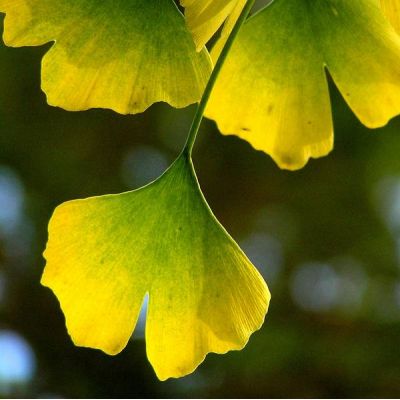 Ginkgo Biloba Pendula 1/2 Std.