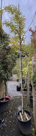 Gleditsia Triacanthos Sunburst  - High Std 35L 