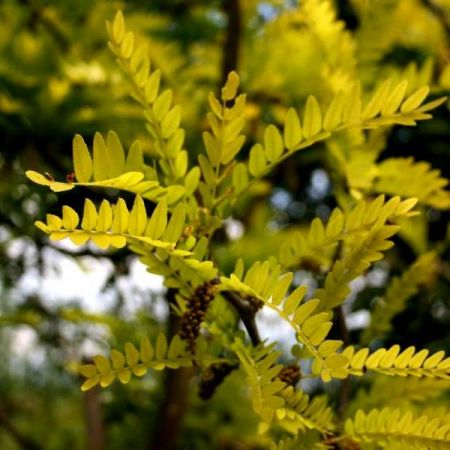 Gleditsia Triacanthos Sunburst  - High Std  - 35L - 180cm 