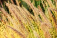 Grasses & Form Plants